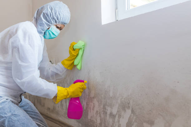 Best Emergency Mold Remediation  in Arnold, MD